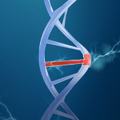 基因敲入细胞系