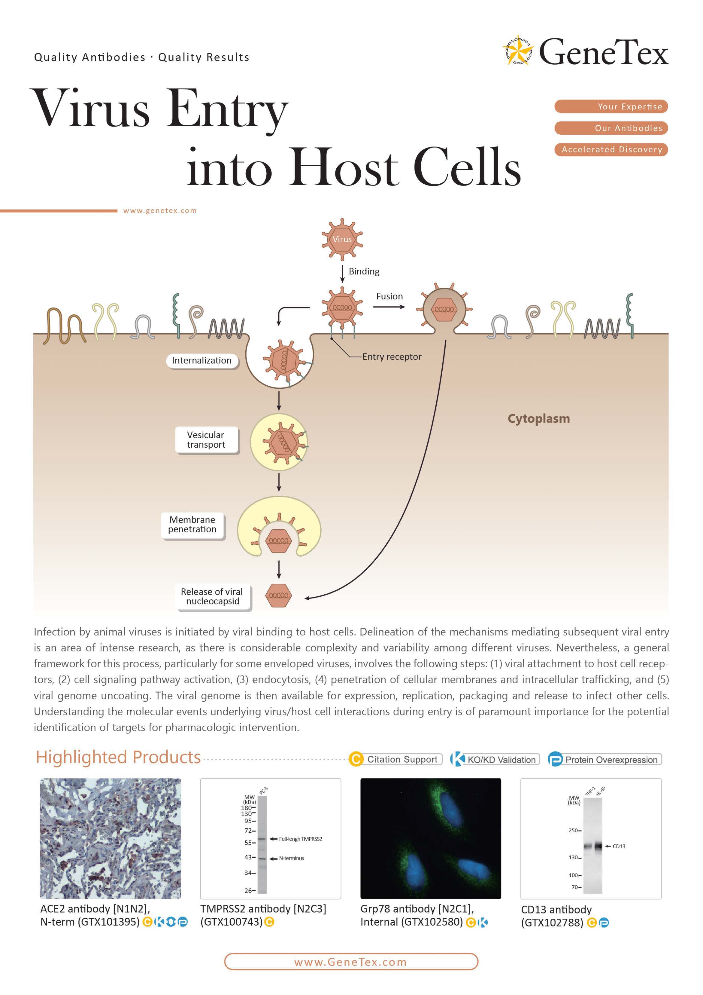 单页 - 病毒与宿主相互作用