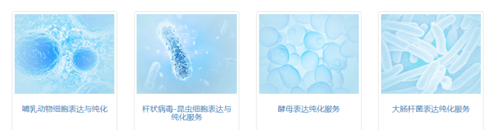 磷酸酶Phosphatase