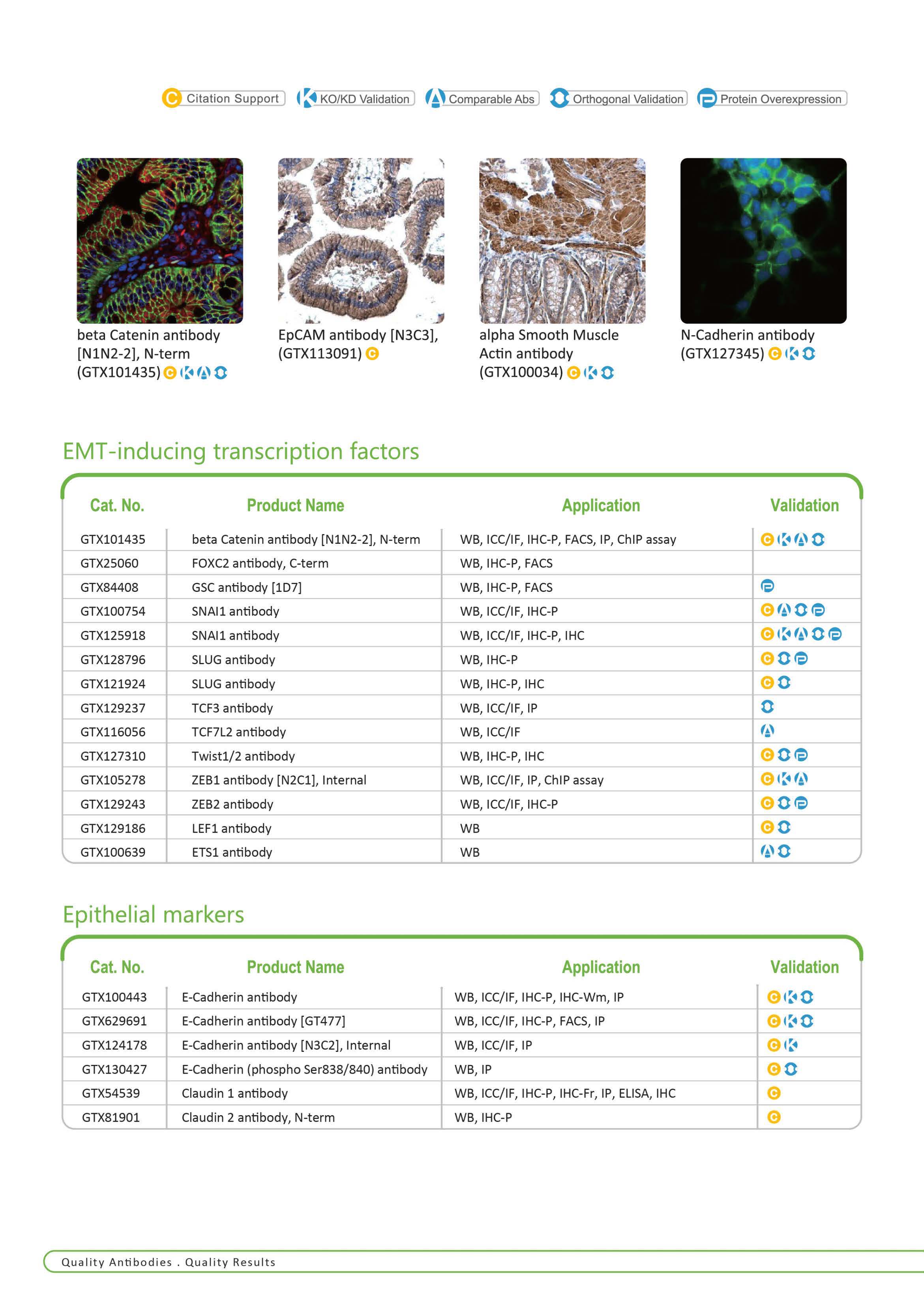 单页 - 上皮 - 间质转化