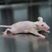 PDX人源异种肿瘤移植