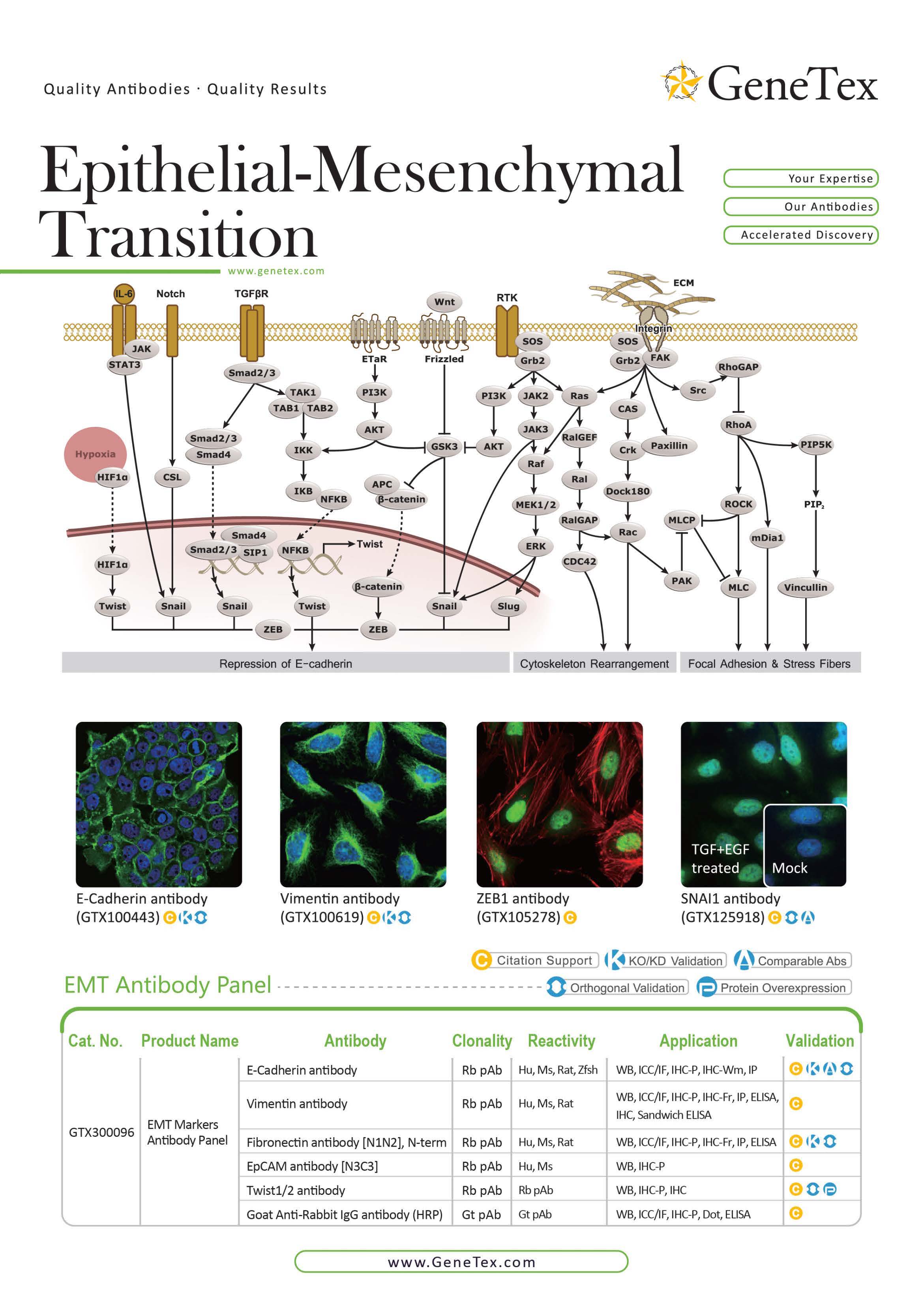 单页 - 上皮 - 间质转化