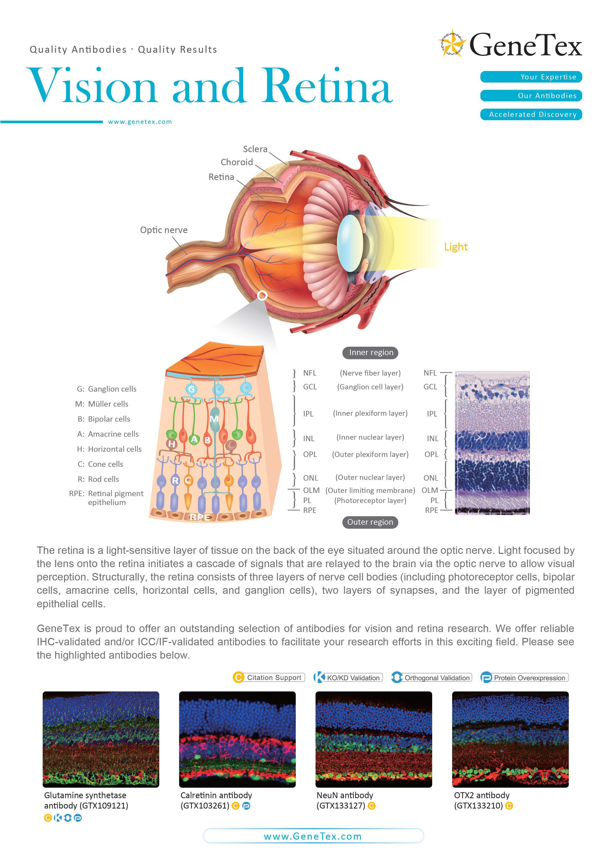 单页 - 视觉和视网膜研究