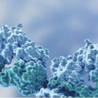 纳米抗体技术发现|抗体噬菌体展示服务