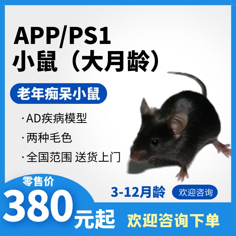 APP/PS1小鼠 双转 老年鼠 老年痴呆小鼠 3-12月龄 