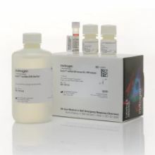 Q32854 核酸定量分析试剂盒 Qubit® dsDNA HS Assay Kit