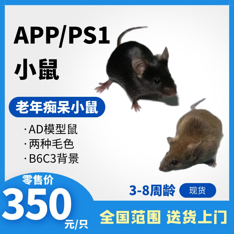 APP/PS1小鼠 双转鼠 老年痴呆小鼠 雌/雄3-8w