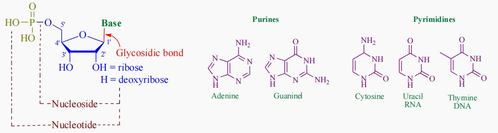 盘点那些年做过的修饰核苷酸研究