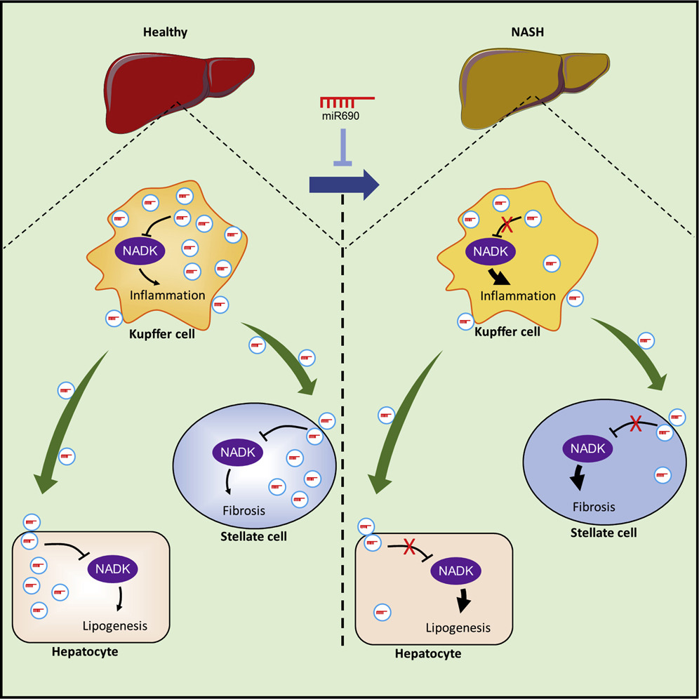 miRNA研究进展盘点（20220620）