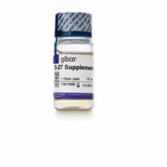 B-27™ 添加剂 (50X)，无血