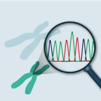 杂交瘤细胞抗体基因测序