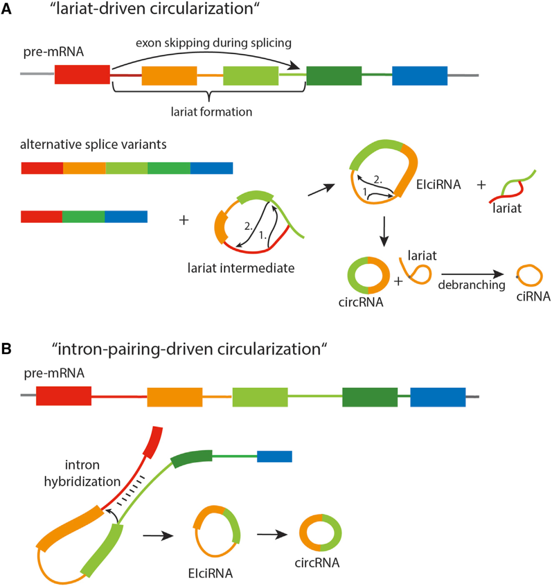 启衡星哺乳动物/植物通用型rRNA去除试剂盒——助力circRNA的研究