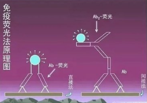 免疫荧光技术方法及其主要步骤