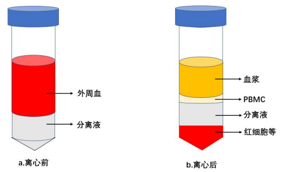 Ficoll密度梯度离心法分离PBMC