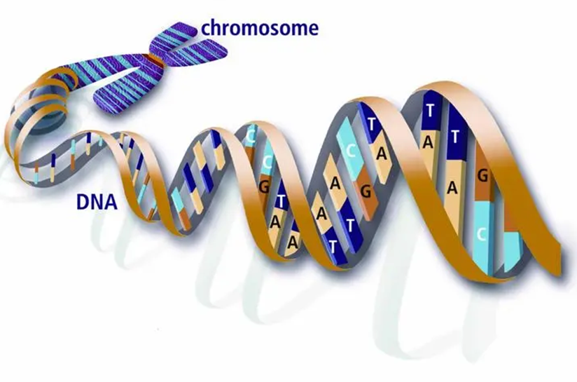 启衡星高灵敏探针法qPCR Mix篇之：宿主DNA残留检测解决方案