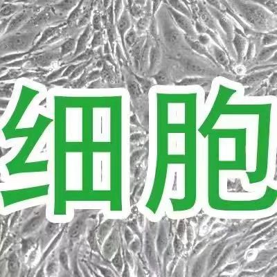 SNU-5人胃癌細胞
