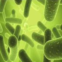 HVSMC（人血管平滑肌细胞）