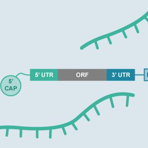 RNA体外转录|mRNA合成
