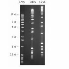 SeaKem* GTG~ Agarose, SeaKem GTG琼脂穂 大片段DNA的分析和回收、凝胶内PCR反应(In-gelPCR). 凝胶内(In-gel)连接和转化实验、DNA和RNA的消化