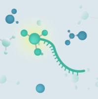 定制化探针合成