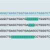 CRISPR扩增测序