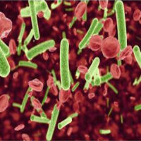 WML2（小鼠肺成纤维细胞）