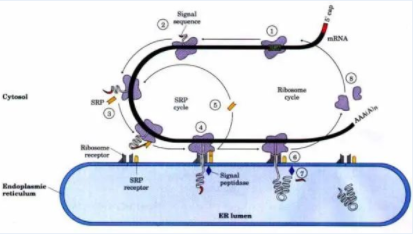 技术篇|信号肽的秘密