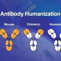 抗体人源化技术服务