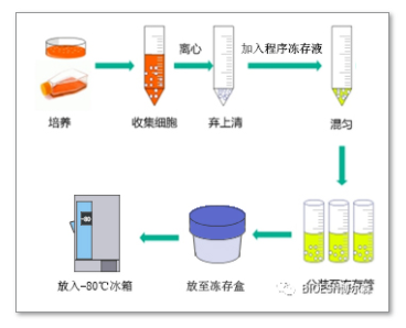 细胞培养|细胞冻存注意事项