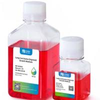 原代乳腺上皮细胞条件重编程培养基