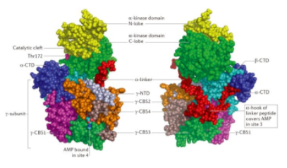 技术文|AMPK及其信号通路的功能