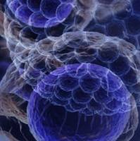 CHO-K1BN细胞株授权