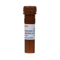 依托泊甙Etoposide (100mM) 凋亡诱导剂/拓扑异构酶II抑制剂