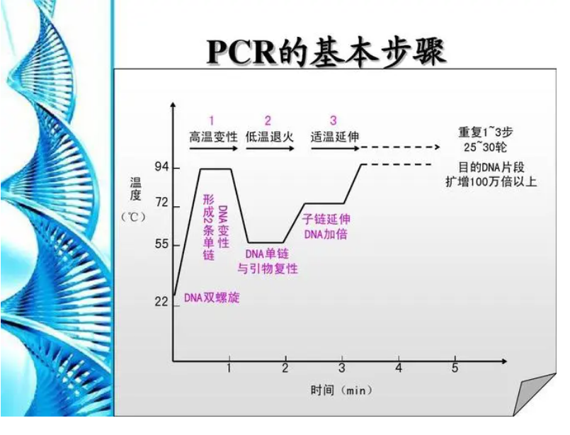 猴痘病毒 PCR 试剂盒