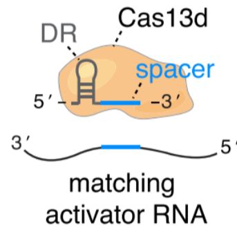 全转录组RNA脱靶检测