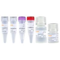 miRNA一链cDNA合成试剂盒(加A法反转录试剂盒)