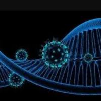 非整合型慢病毒包装