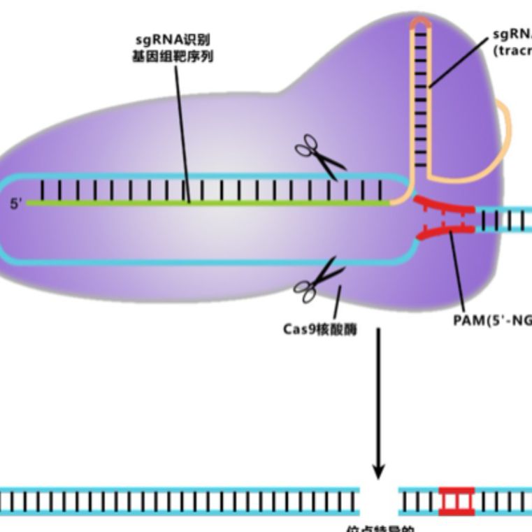 CRISPR-Cas9敲除细胞系