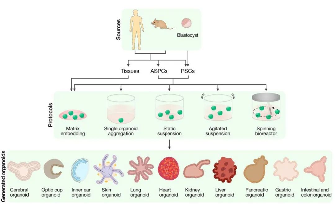 【科研实用宝典】病毒载体在类器官研究中的应用