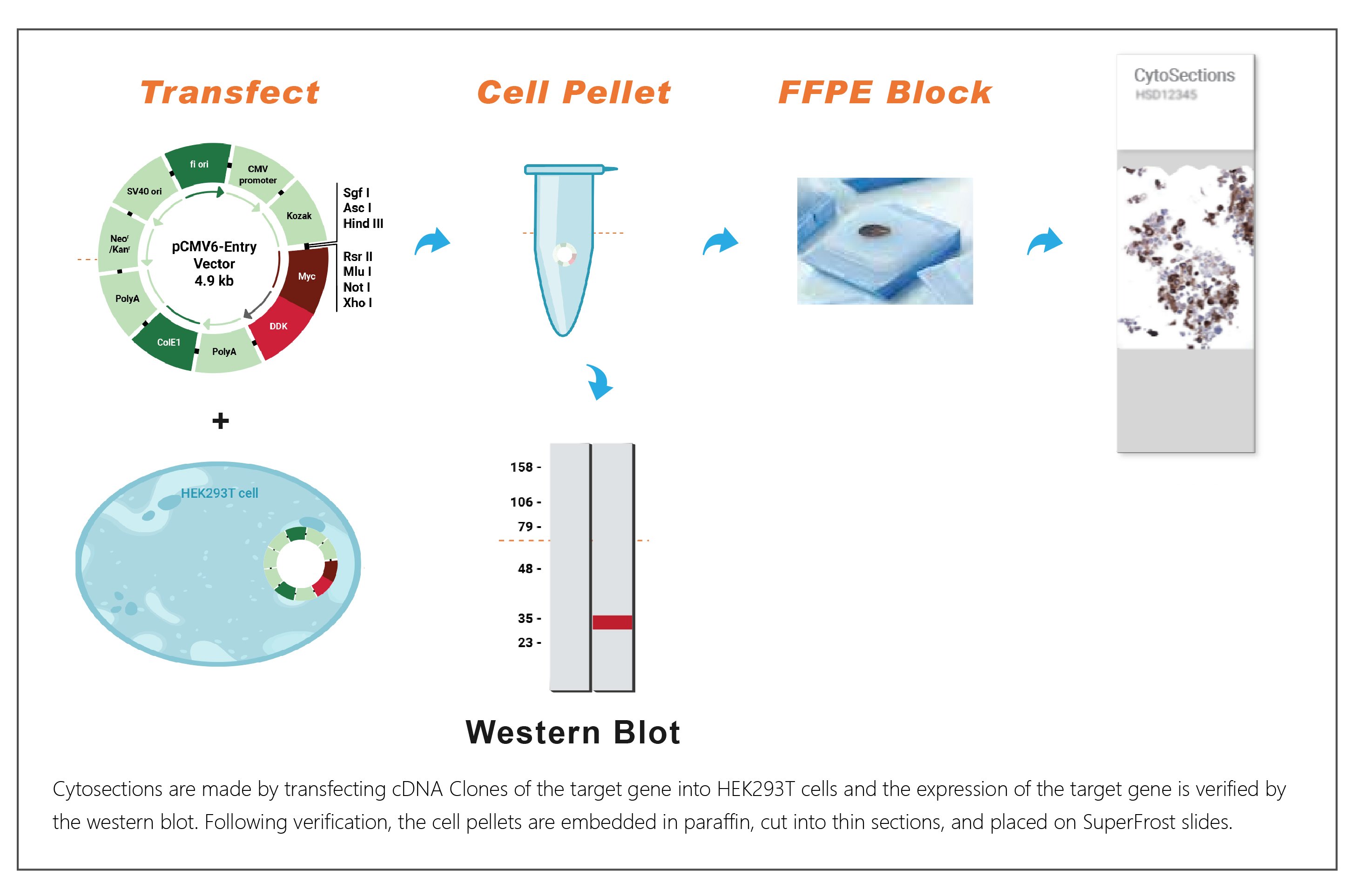 CytoSections 丨细胞过表达切片，理想的实验对照样本