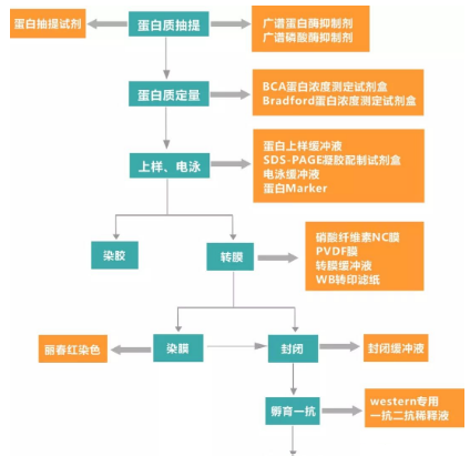 解析免疫印迹（WB）实验关键步骤