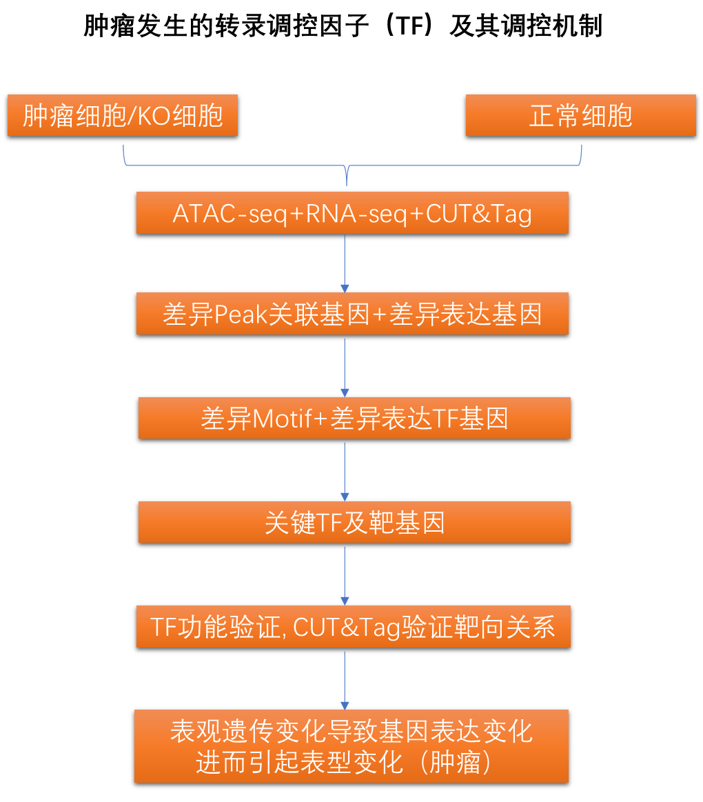 表观遗传研究利器ATAC-seq，高效探索染色质开放区