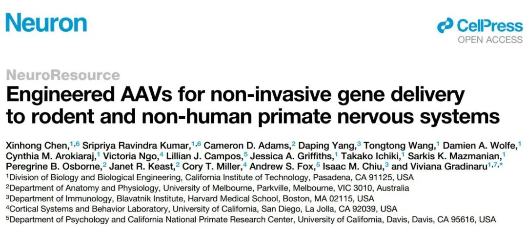 【枢密新品】针对非人灵长类高效跨血脑屏障的AAV载体[AAV-MaCPNS1和MaCPNS2血清型]