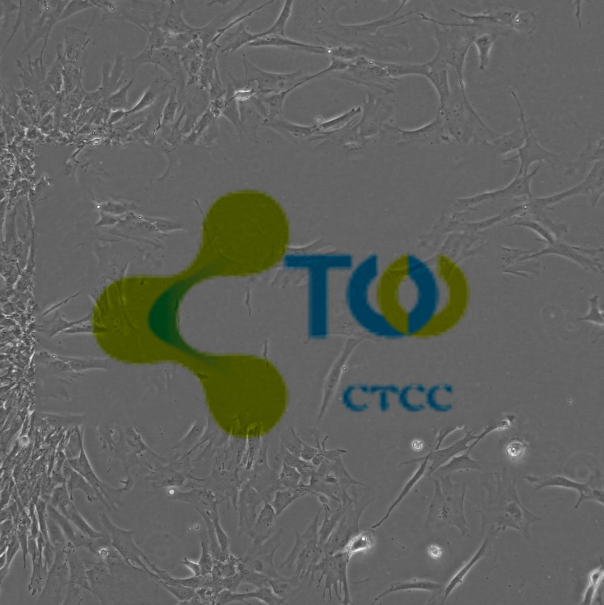 心肌细胞(新生鼠/胎鼠)