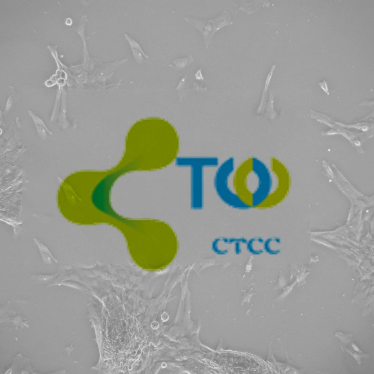 小肠粘膜上皮细胞