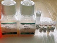 NK92细胞专用培养基