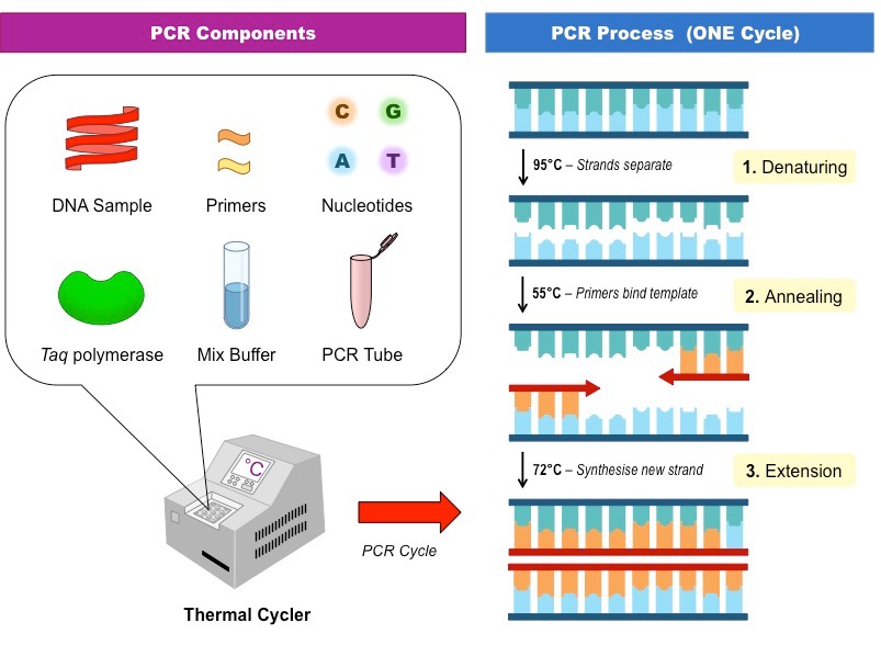 蓬勃发展IVD, 5倍+速度助力引物探针开发