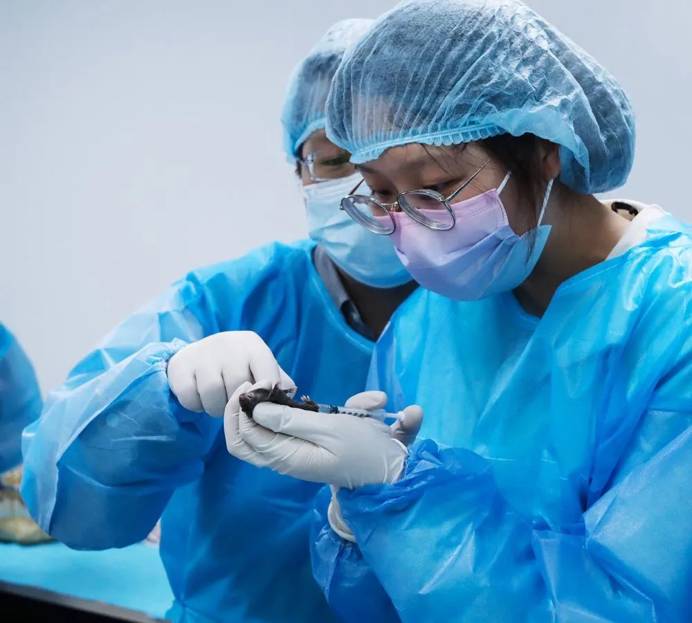 涨知识！大小鼠给药前做好准备了吗？