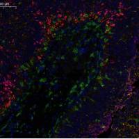 多色免疫荧光试剂盒(四色)