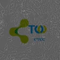 肠动脉内皮细胞